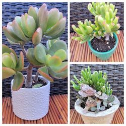 Jade Plant Varieties 