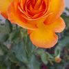 Jasmine