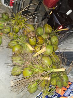 Sweet coconuts