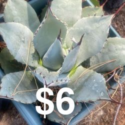 Agave Plants For Sale 