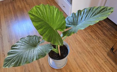 Alocasia Plant. Indoor Plant With Large Dramatic Foliage $25. Pick-up In Aurora.