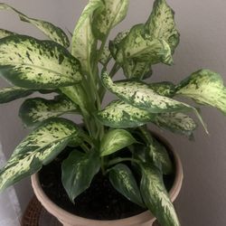 Plant nice for inside!   Please 