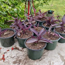 Purple Heart Plants