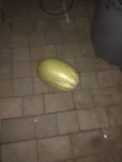 Chilacayotes Mexicanos