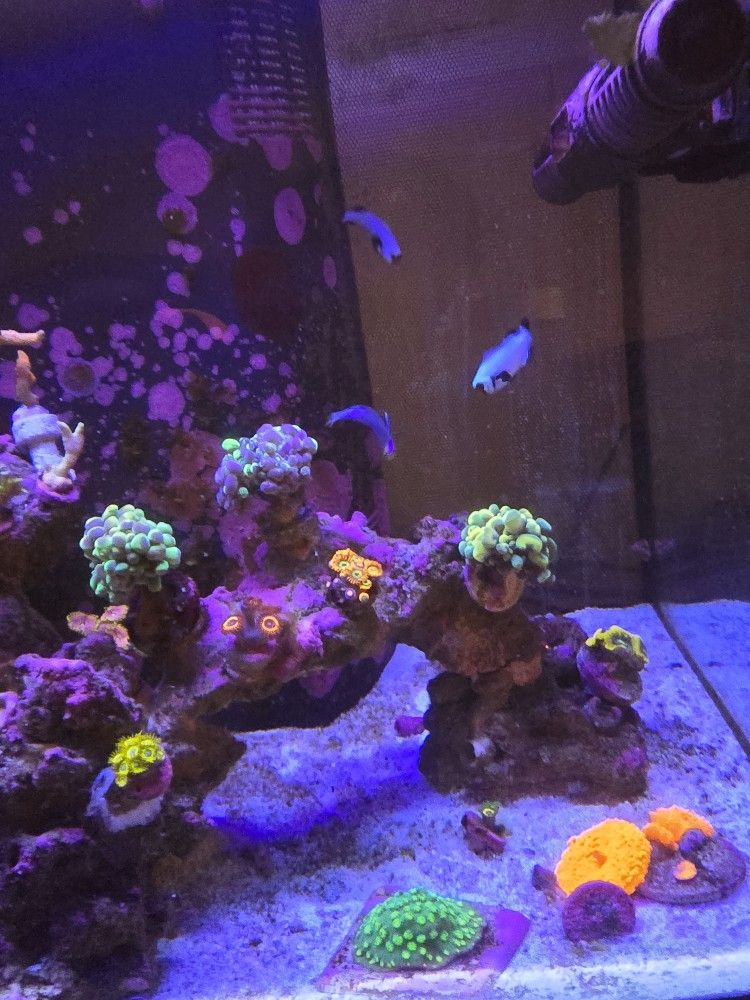 Fluval 123L 32.5 Gallons