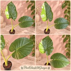Alocasia Green Plant - 4inch