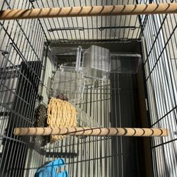 Medium Bird Cage