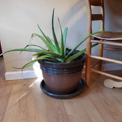 Large Aloe Plant Planter Pot