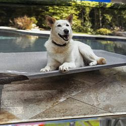 Dog Bed New Elevated Cool Portable Gray Large