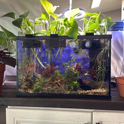 Aquariums Complete Setup  120 Obo many to choose from