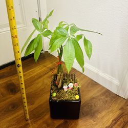 Money Tree Live Plant In Ceramic Pot With Decoration