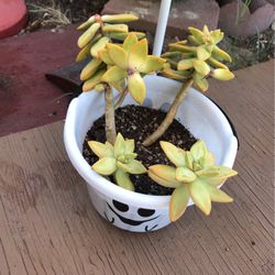 Succulent 