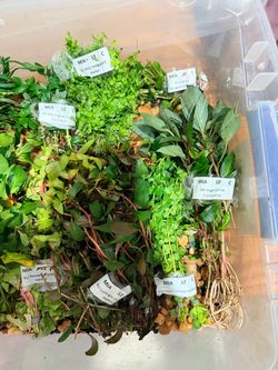 Aquarium plants for sale