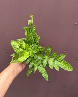 4” golden zebra fern