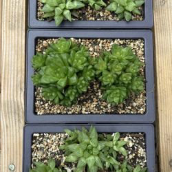 Haworthia Plant. $15ea