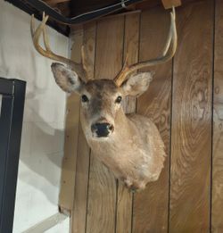 Deerhead Mount