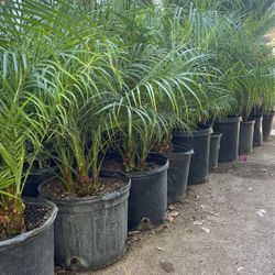 Pygmy Palm 55 7g Each