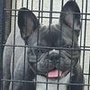ALs Frenchies