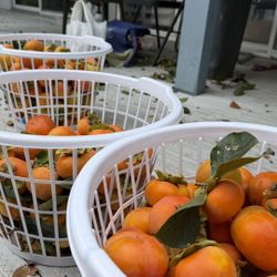 PERSIMMONS - DELICIOUS - GIVE FAMILY GOOD HEALTH - ALMOST  SEASON. END  - ORGANIC