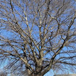 GOOD PRICE ON 🌳🌳Removal 