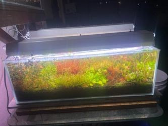 Aquarium plants