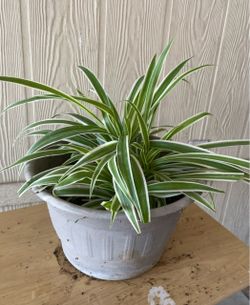 Bonita planta natural $10