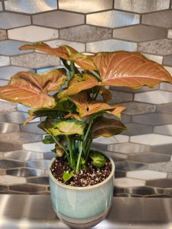 4.5" Potted Syngonium Pink Live Plant