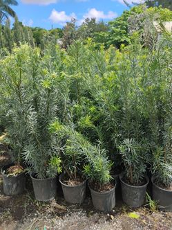 Podocarpus hedges Sale! 3gl $8
