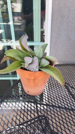 Planta Mala Madre