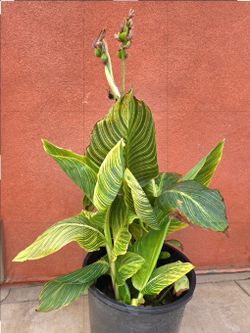 Cannaly Lilly Plant