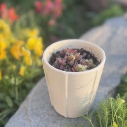 Succulent Plant Arrangement In Cream Planter
