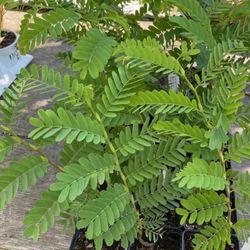 Tamarind Trees / Arboles de Tamarindo