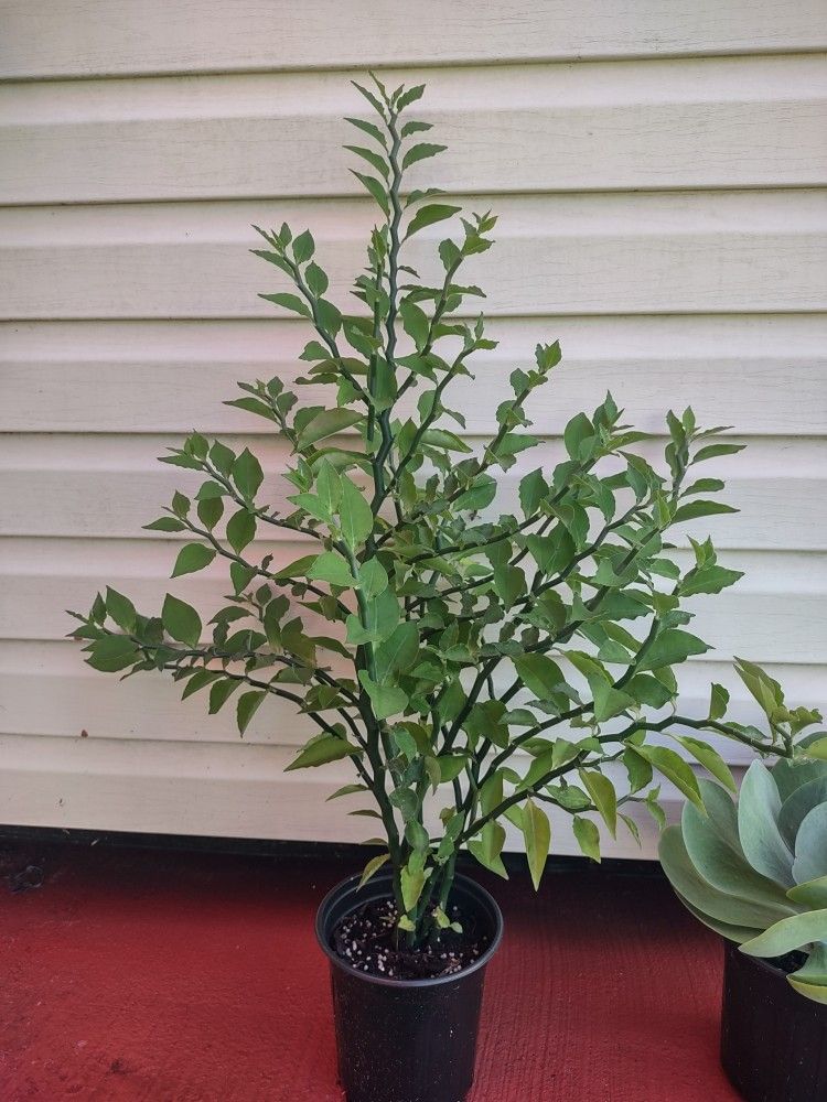 Euphorbia tithymaloides is a perennial succulent, if you see the ad it is available ask if you are really interested.