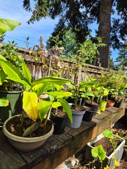 Hardy banana plants assorted sizes