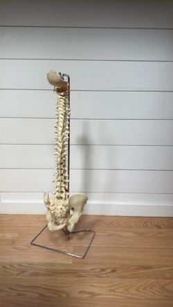 Anatomical Spine Model