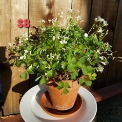 White Wood Sorrel Plant  "Alba"
