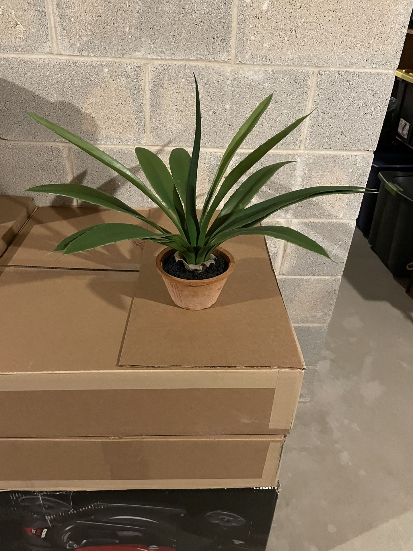 Pottery Barn Aloe Plant