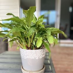 Peace Lily Including Pot