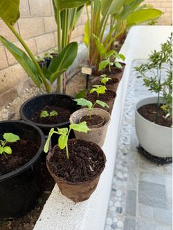 Cucumber plants 🌱 $5/ each pot