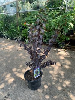 Thunderstruck  Lavender Skies Crape Myrtle tree