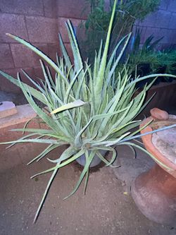 Massive Aloe Vera Plants and different kinds