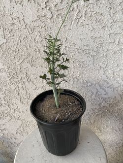 1 Gallon Pot Rare Succulent Plant - Senecio Articulatus - Candle Plant  - Rooted & Established - Drought Resistant - 🪴