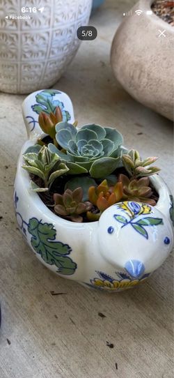 Cute Succulent bird planter!