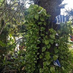 Hanging Pothos Plant With Very Long Vines To The Ground. Very Healthy, Best On Shade Or Indoor Near Window. $50 Each