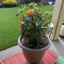 Chinese Lantern In Pot 