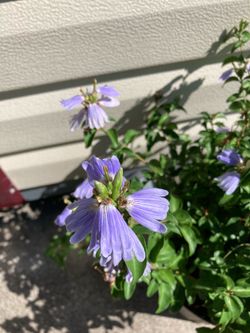 *$1 For A 12” to 15” CUTTING* Of Blue Lips Plant | Sclerochiton Harveyanus | Fan Flower