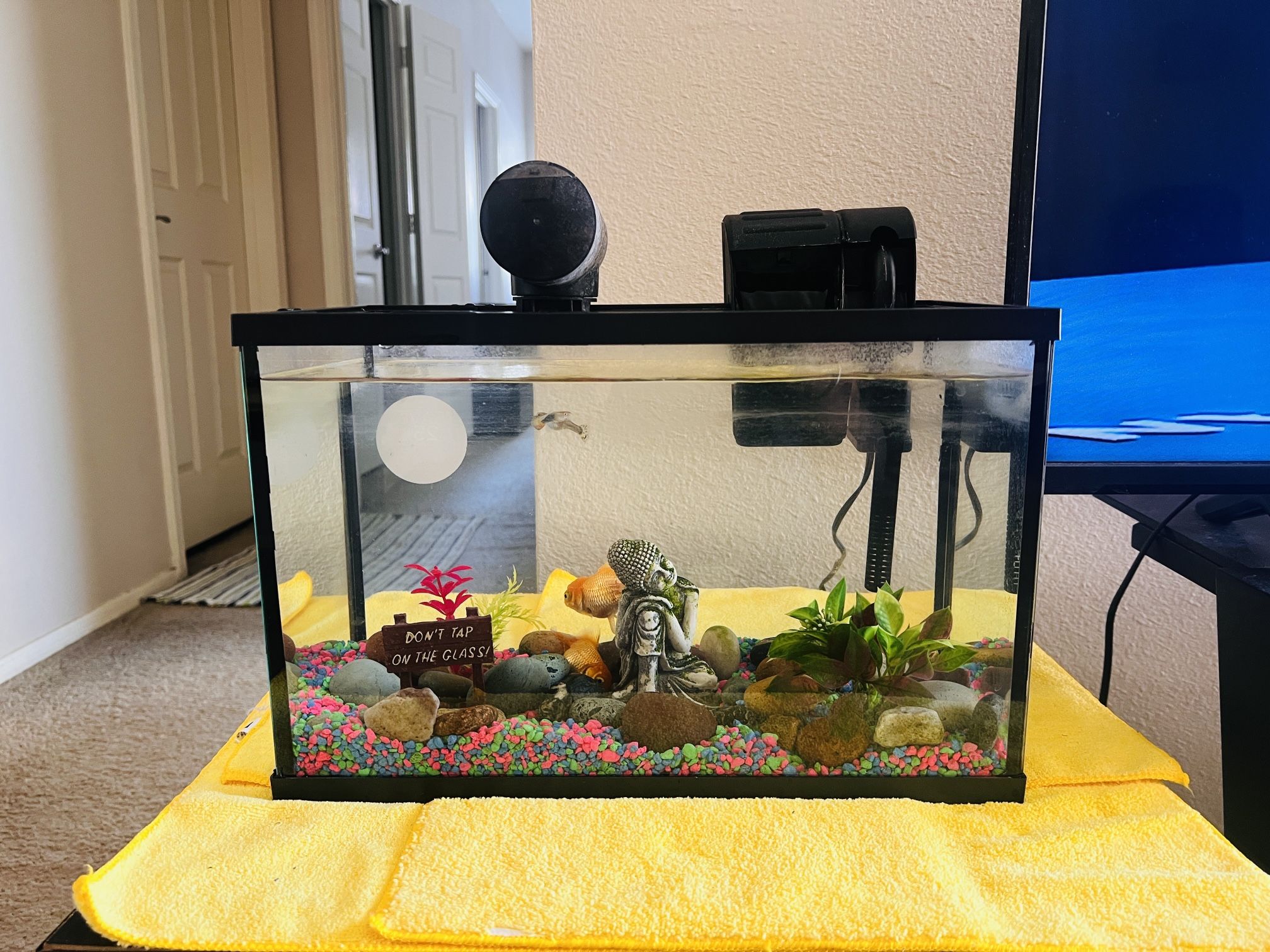 Beautiful 5-Gallon Fish Tank with Fish & Decor – Ready to Go!