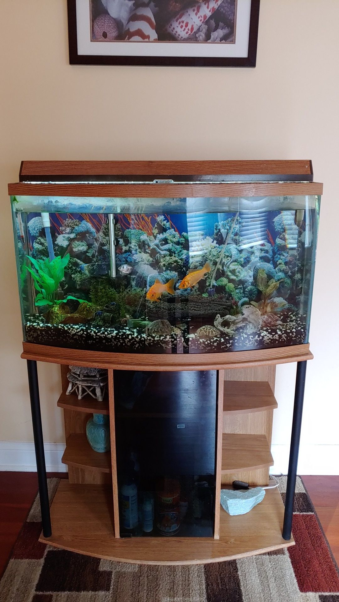 55 Gallon Fish Tank Aquarium with Fluval & Ultraviolet filteration