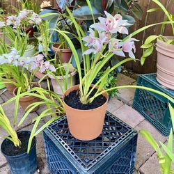 Pink Potted Orchids 