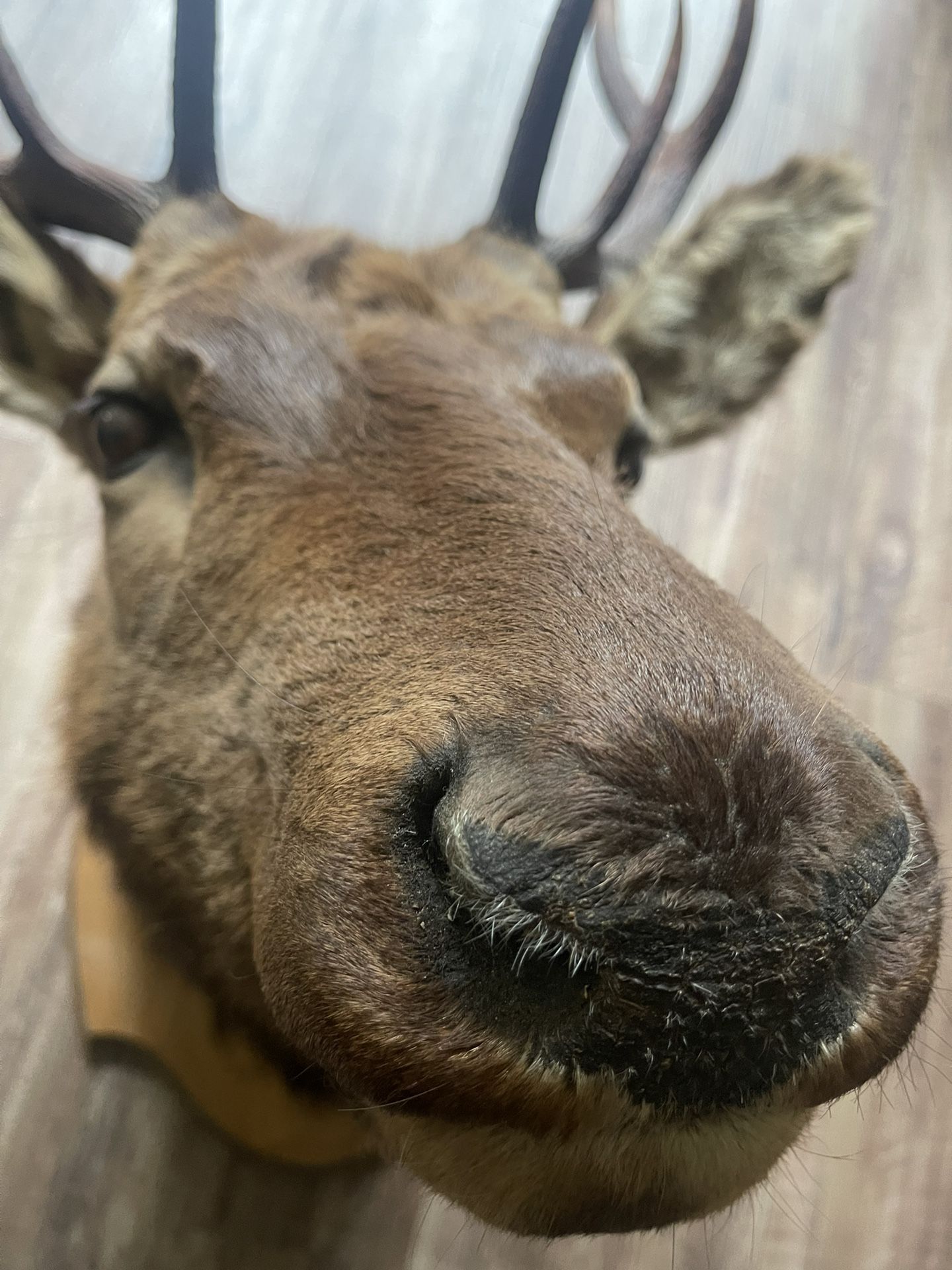 Head 